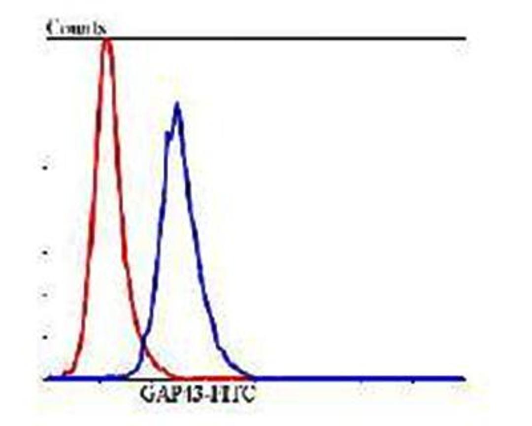 Flow cytometric analysis of SHG-44 cells using GAP43 antibody