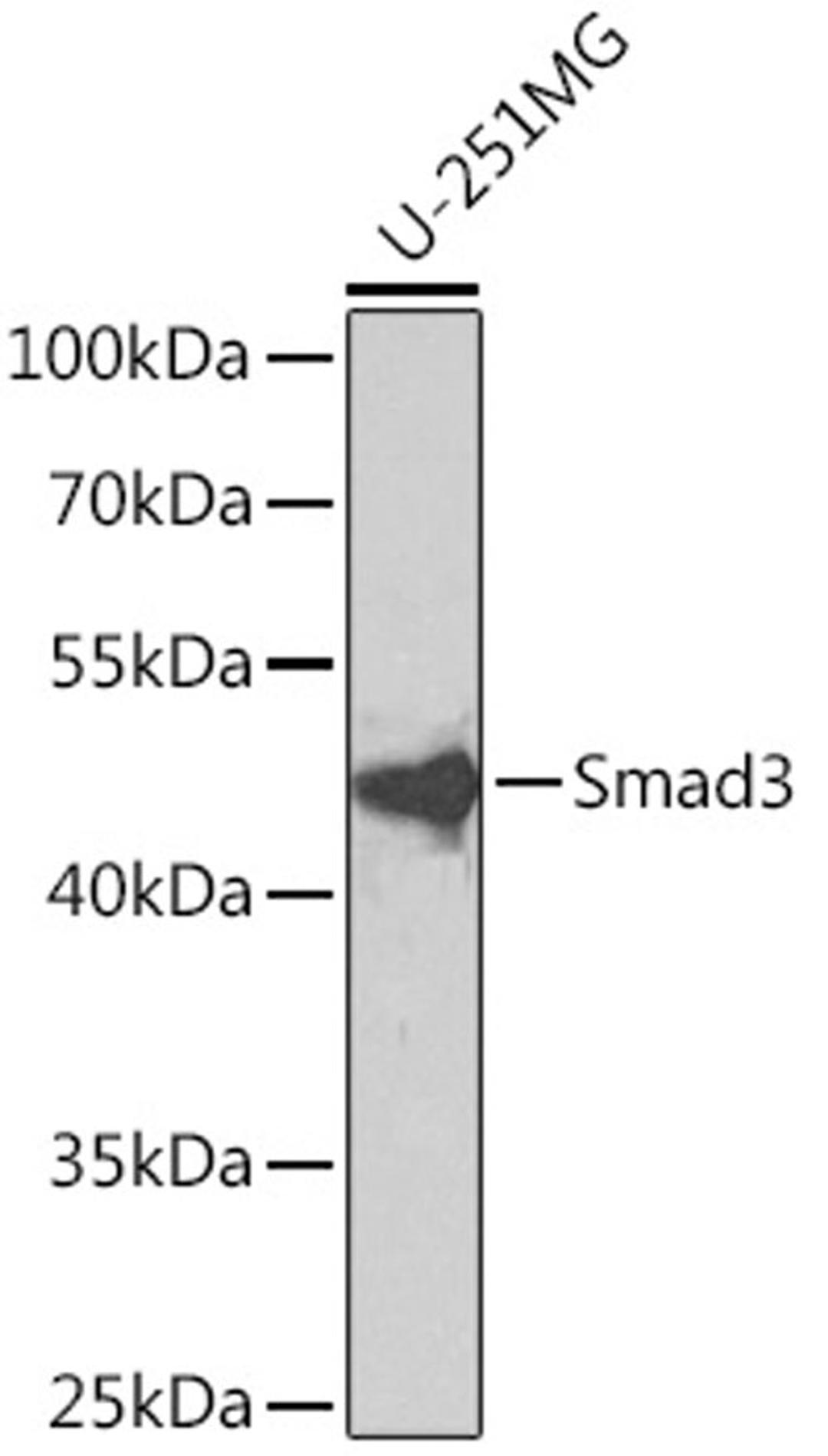 Western blot - Smad3 antibody (A11388)