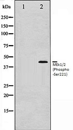 Western blot analysis of Jurkat whole cell lysates using MEK1/2 (Phospho-Ser221) antibody, The lane on the left is treated with the antigen-specific peptide.