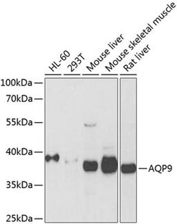 Western blot - AQP9 antibody (A8540)