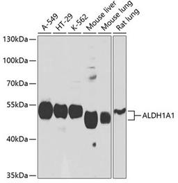 Western blot - ALDH1A1 antibody (A1802)