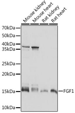 Western blot - FGF1 Rabbit mAb (A5900)