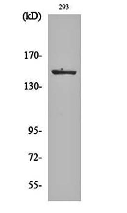 Western blot analysis of 293 cell lysates using ASK 1 (phospho-S966) antibody