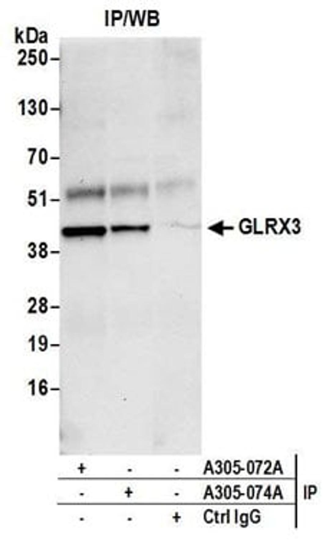 Detection of human GLRX3 by western blot of immunoprecipitates.