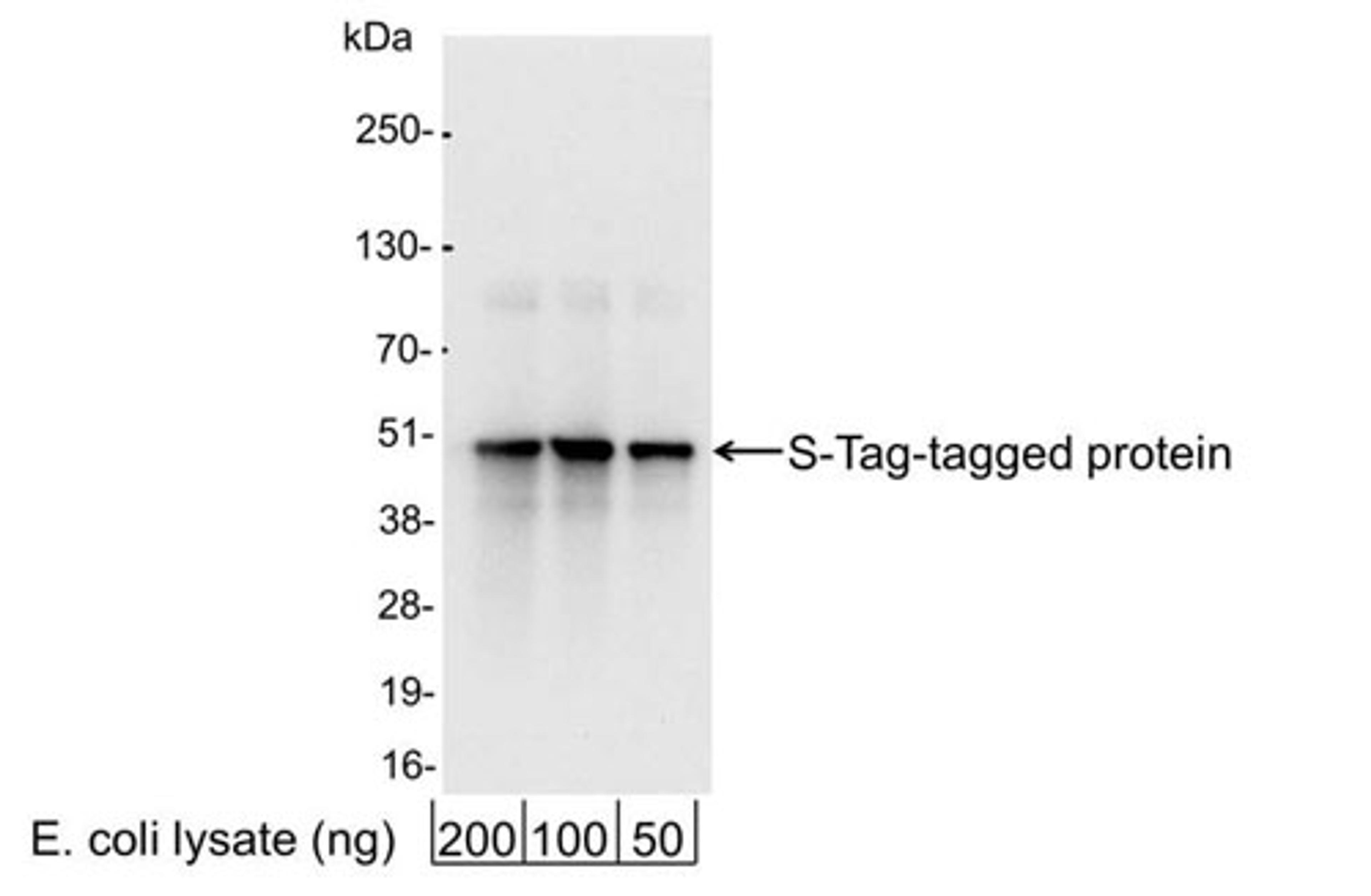 Detection of S-Tag-tagged Protein by WB.