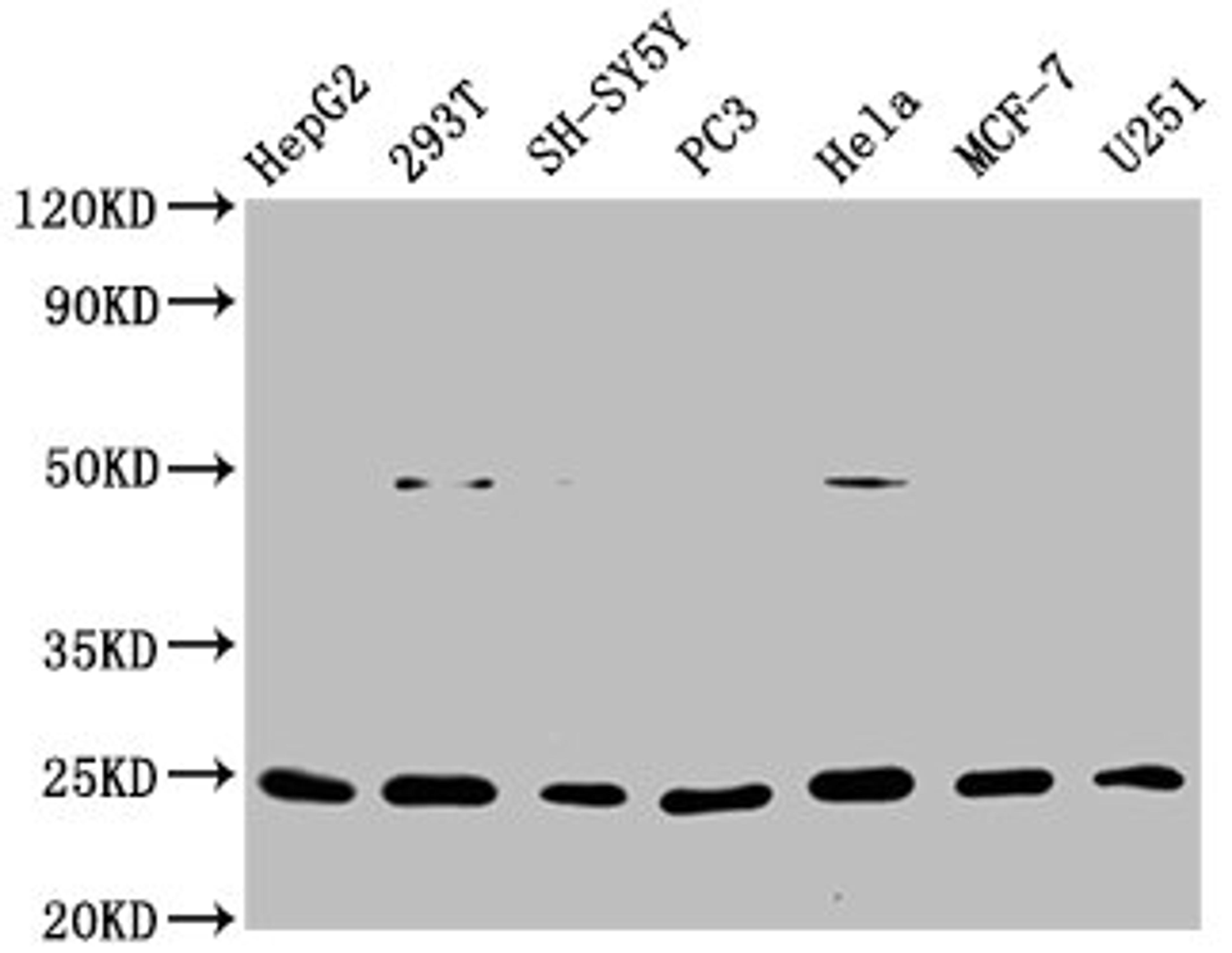 Western Blot. Positive WB detected in: HepG2 whole cell lysate, 293T whole cell lysate, SH-SY5Y whole cell lysate, PC3 whole cell lysate, Hela whole cell lysate, MCF-7 whole cell lysate, U251 whole cell lysate. All lanes: GDNF antibody at 1μg/ml. Secondary. Goat polyclonal to rabbit IgG at 1/50000 dilution. Predicted band size: 24, 21, 26, 23, 19 KDa. Observed band size: 24 KDa. 