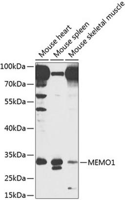 Western blot - MEMO1 antibody (A8582)