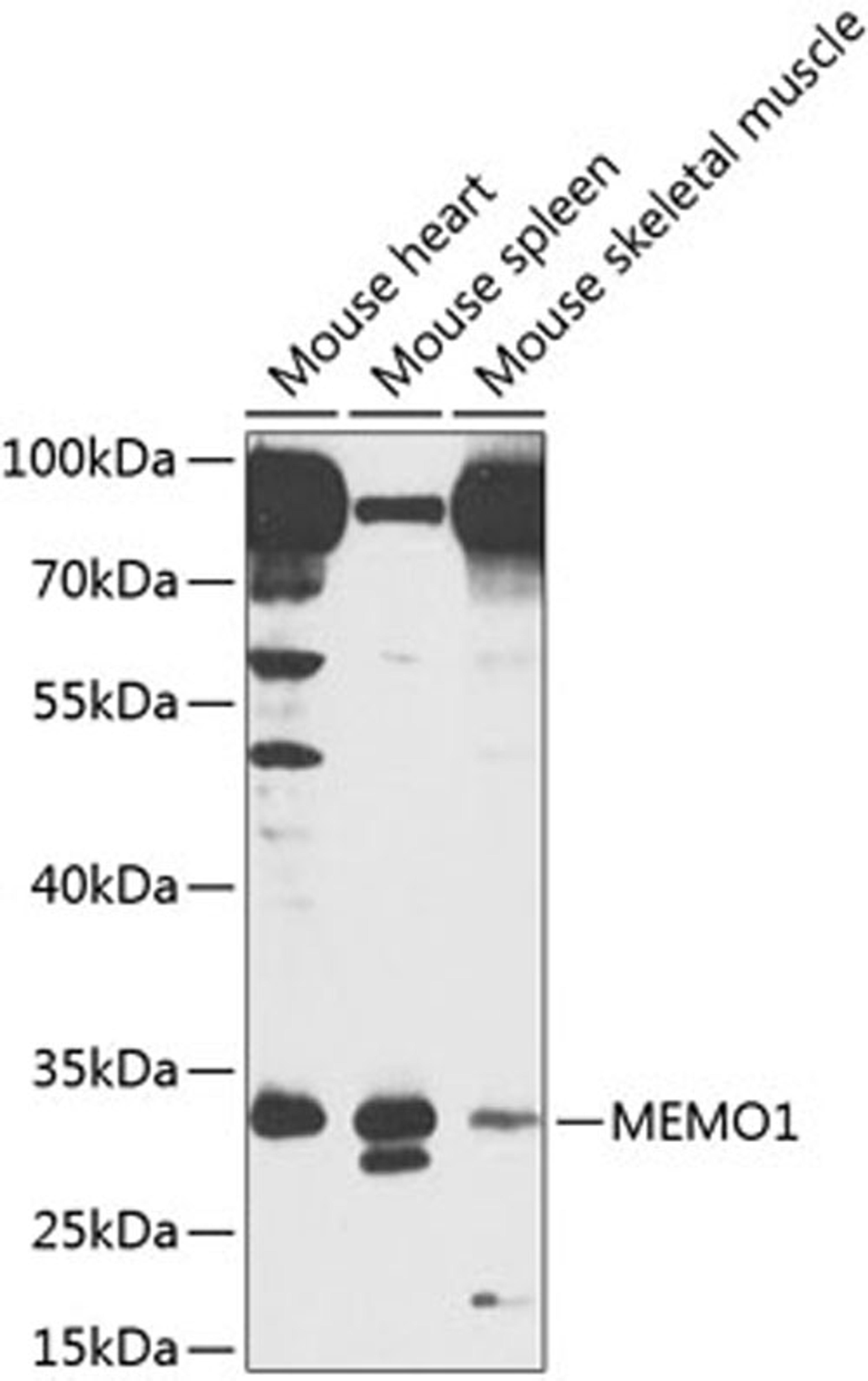 Western blot - MEMO1 antibody (A8582)