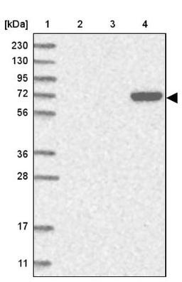 Western Blot: C6orf146 Antibody [NBP1-93471] - Lane 1: Marker [kDa] 230, 130, 95, 72, 56, 36, 28, 17, 11<br/>Lane 2: Human cell line RT-4<br/>Lane 3: Human cell line U-251MG sp<br/>Lane 4: Human plasma (IgG/HSA depleted)