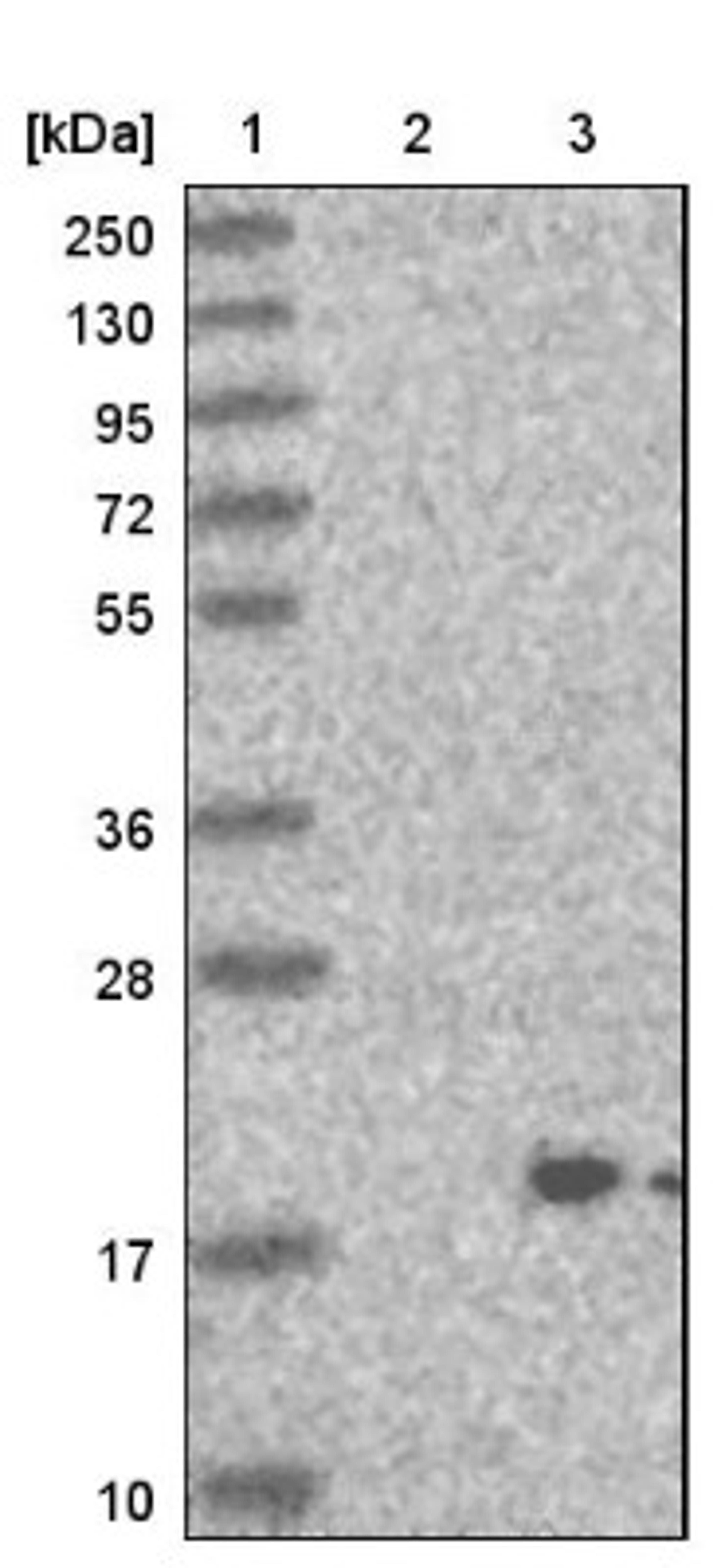 Western Blot: C22orf32 Antibody [NBP1-84289] - Lane 1: Marker [kDa] 250, 130, 95, 72, 55, 36, 28, 17, 10<br/>Lane 2: Negative control (vector only transfected HEK293T lysate)<br/>Lane 3: Over-expression lysate (Co-expressed with a C-terminal myc-DDK tag (~3.1 kDa) in mammalian HEK293T cells, LY409602)