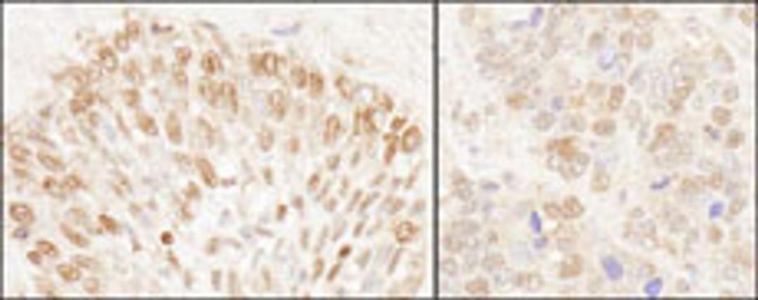 Detection of human and mouse NUP50 by immunohistochemistry.