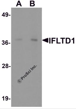 Western blot analysis of IFLTD1 in rat liver tissue lysate with IFLTD1 antibody at (A) 1 and (B) 2 &#956;g/mL.