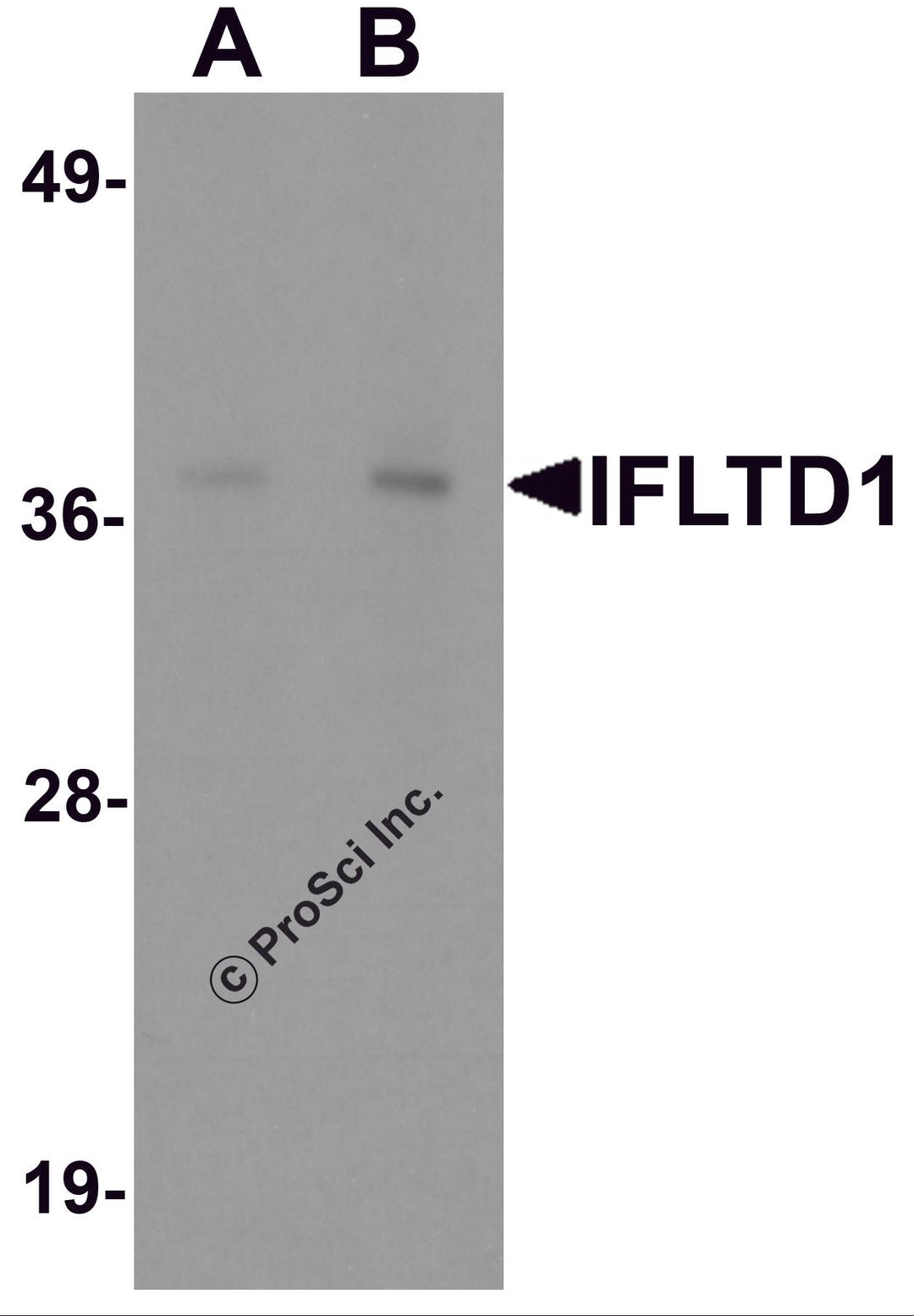 Western blot analysis of IFLTD1 in rat liver tissue lysate with IFLTD1 antibody at (A) 1 and (B) 2 μg/mL.