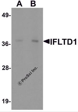 Western blot analysis of IFLTD1 in rat liver tissue lysate with IFLTD1 antibody at (A) 1 and (B) 2 μg/mL.