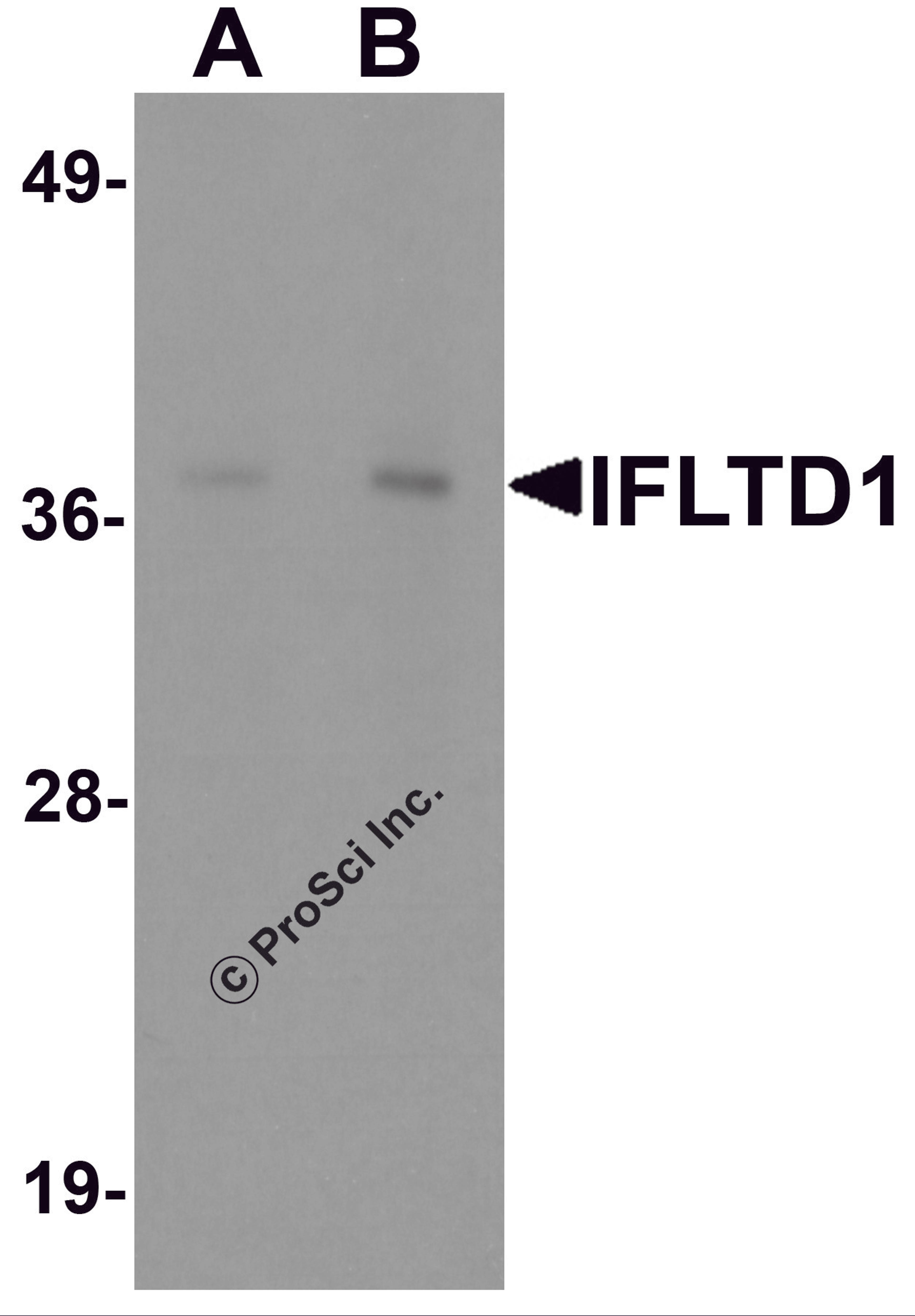 Western blot analysis of IFLTD1 in rat liver tissue lysate with IFLTD1 antibody at (A) 1 and (B) 2 μg/mL.