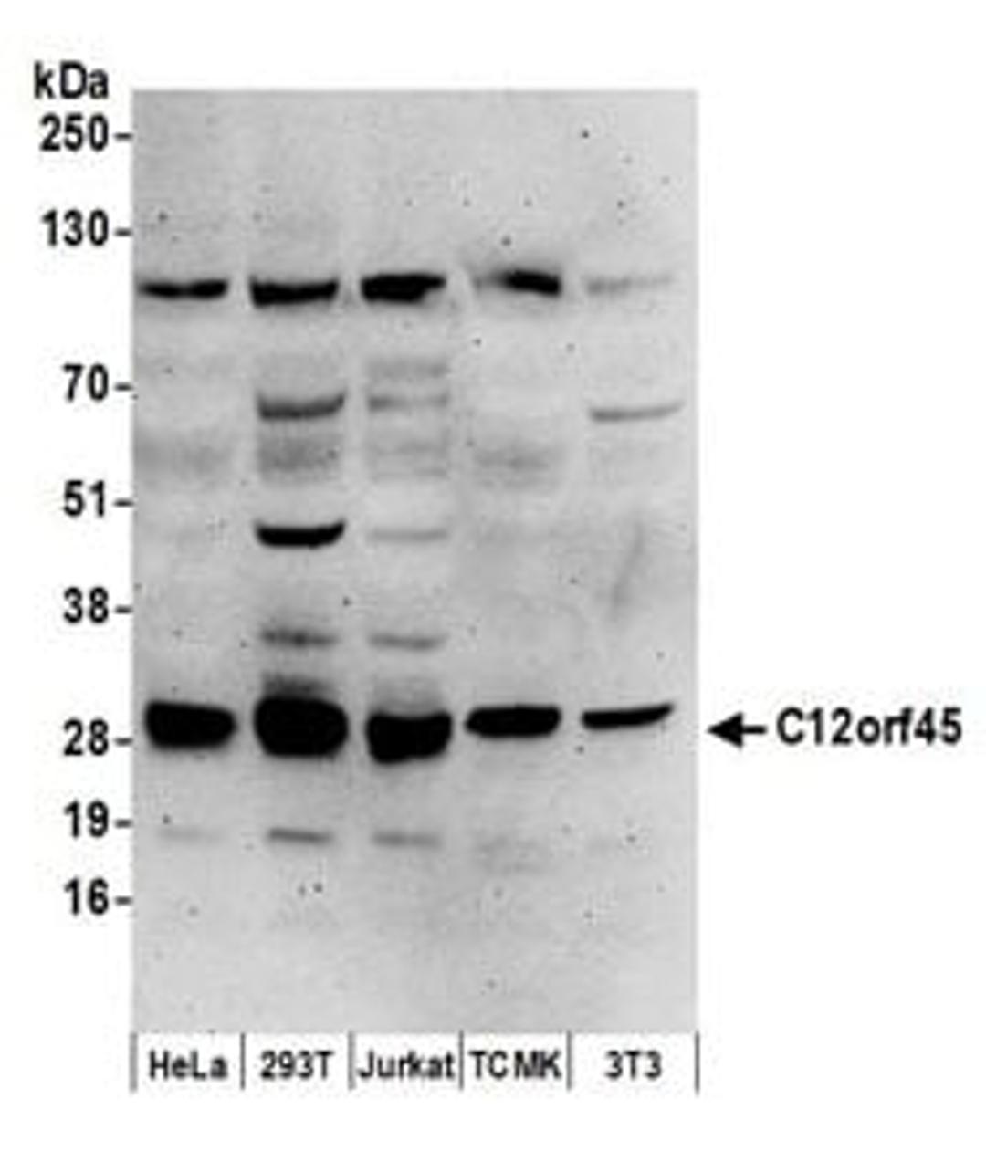 Detection of human and mouse C12orf45 by western blot.