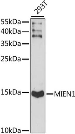 Western blot - MIEN1 antibody (A15535)