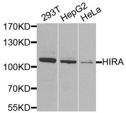 Western blot analysis of extracts of various cells using HIRA antibody