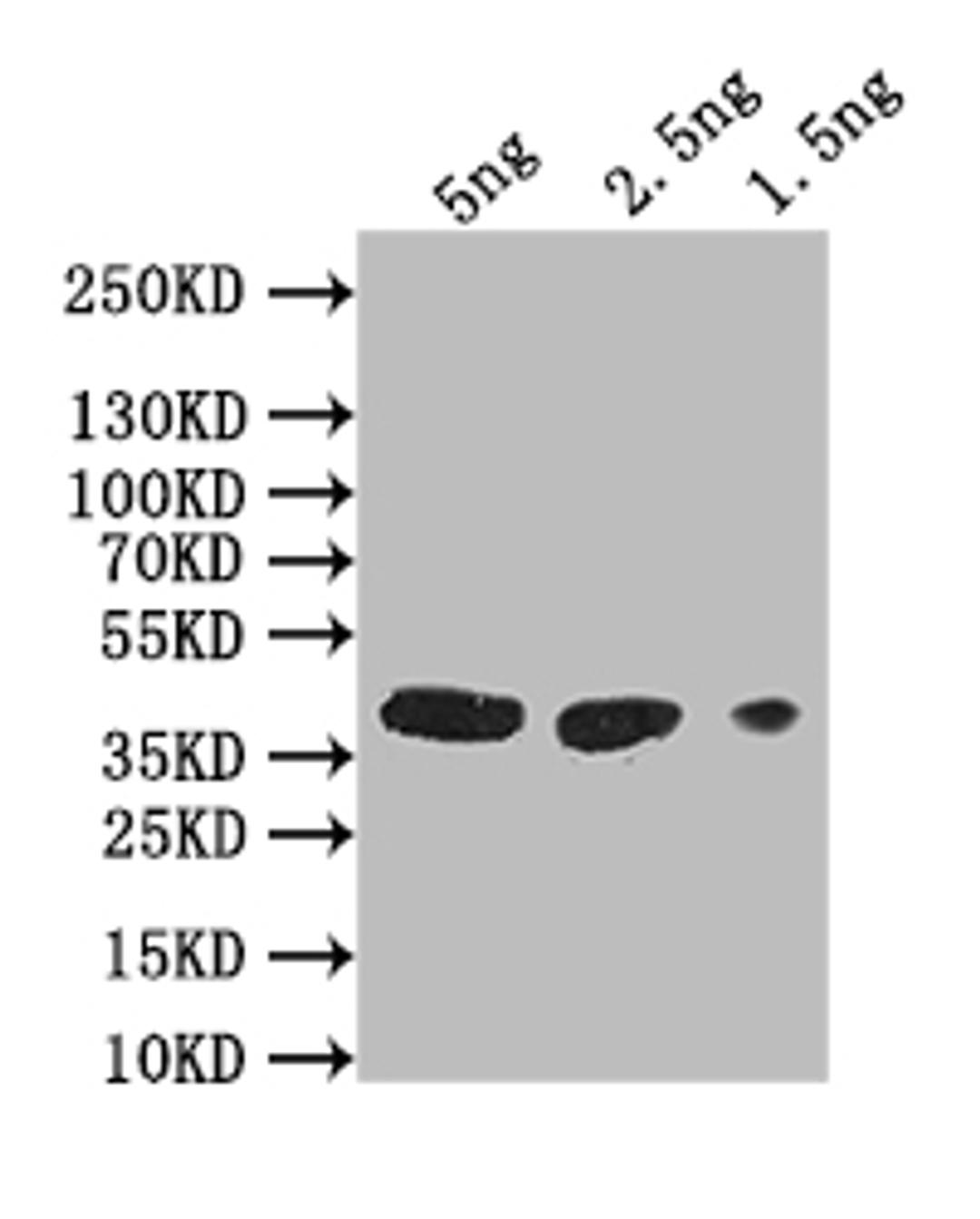 Western Blot. Positive WB detected in: recombinant protein. All lanes: gH Antibody at 1:1000. Secondary. Goat polyclonal to rabbit IgG at 1/50000 dilution. Predicted band size: 38 kDa. Observed band size: 38 kDa. 