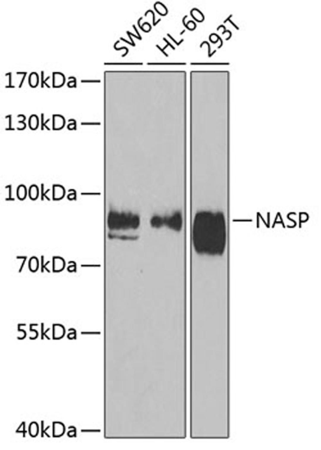 Western blot - NASP antibody (A6938)