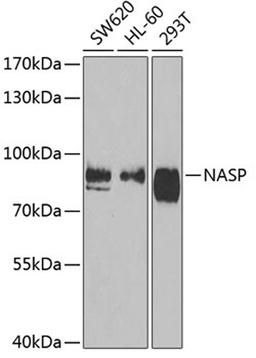 Western blot - NASP antibody (A6938)