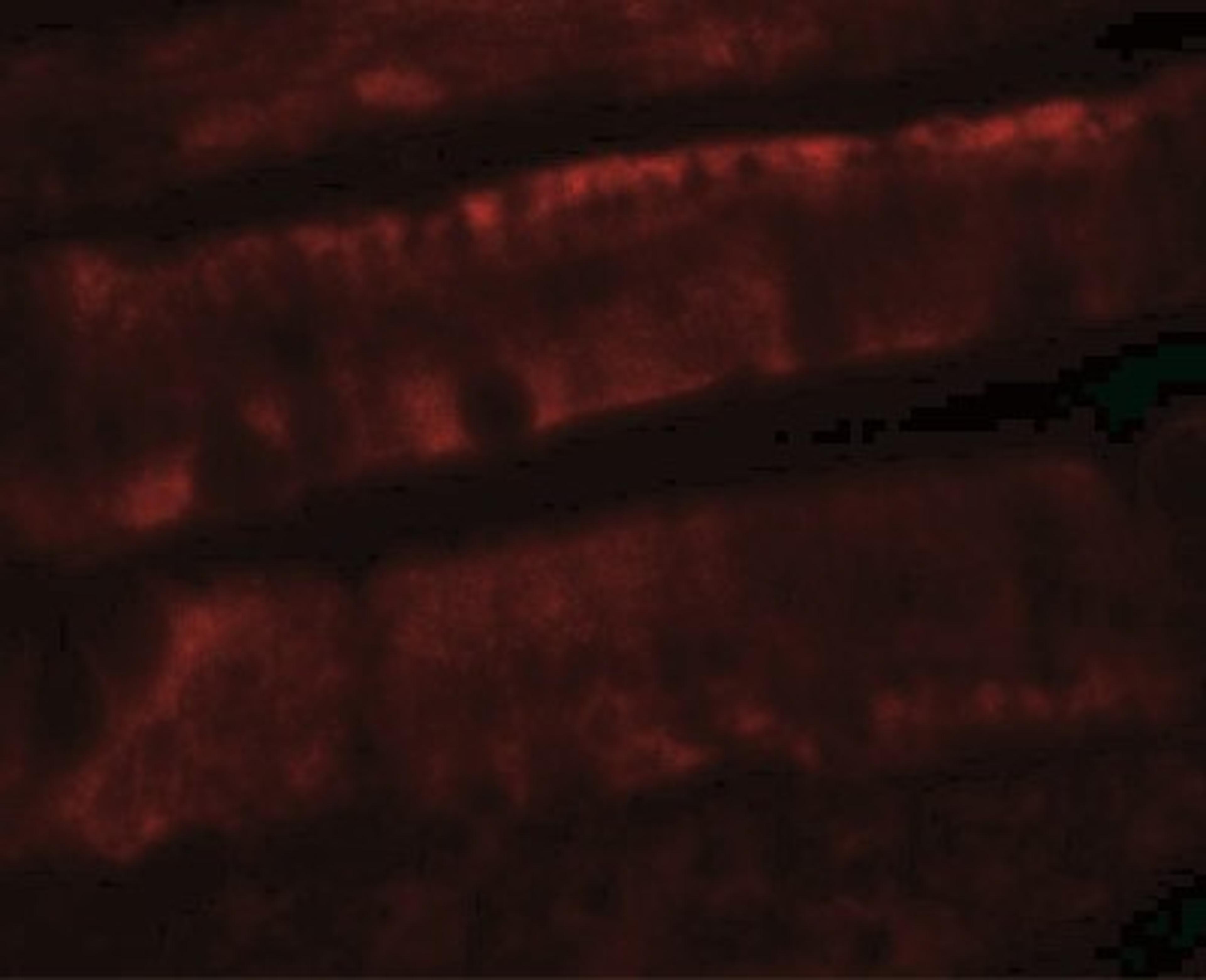 Immunofluorescence: Adenosine A2b R Antibody [NBP2-41312] - Rat colon tissue with ADORA2B antibody at 20 ug/mL.