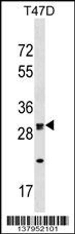 Western blot analysis in T47D cell line lysates (35ug/lane).