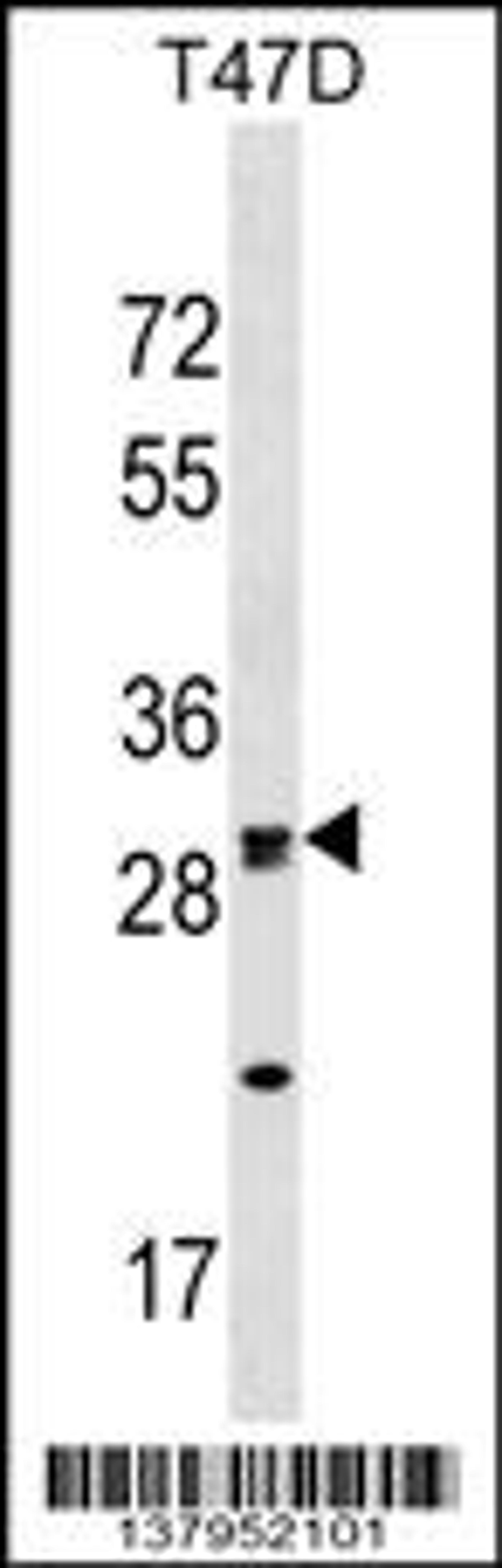 Western blot analysis in T47D cell line lysates (35ug/lane).