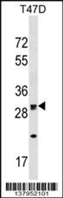 Western blot analysis in T47D cell line lysates (35ug/lane).