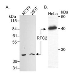 Detection of human RFC2 (aka RFC40) by western blot.