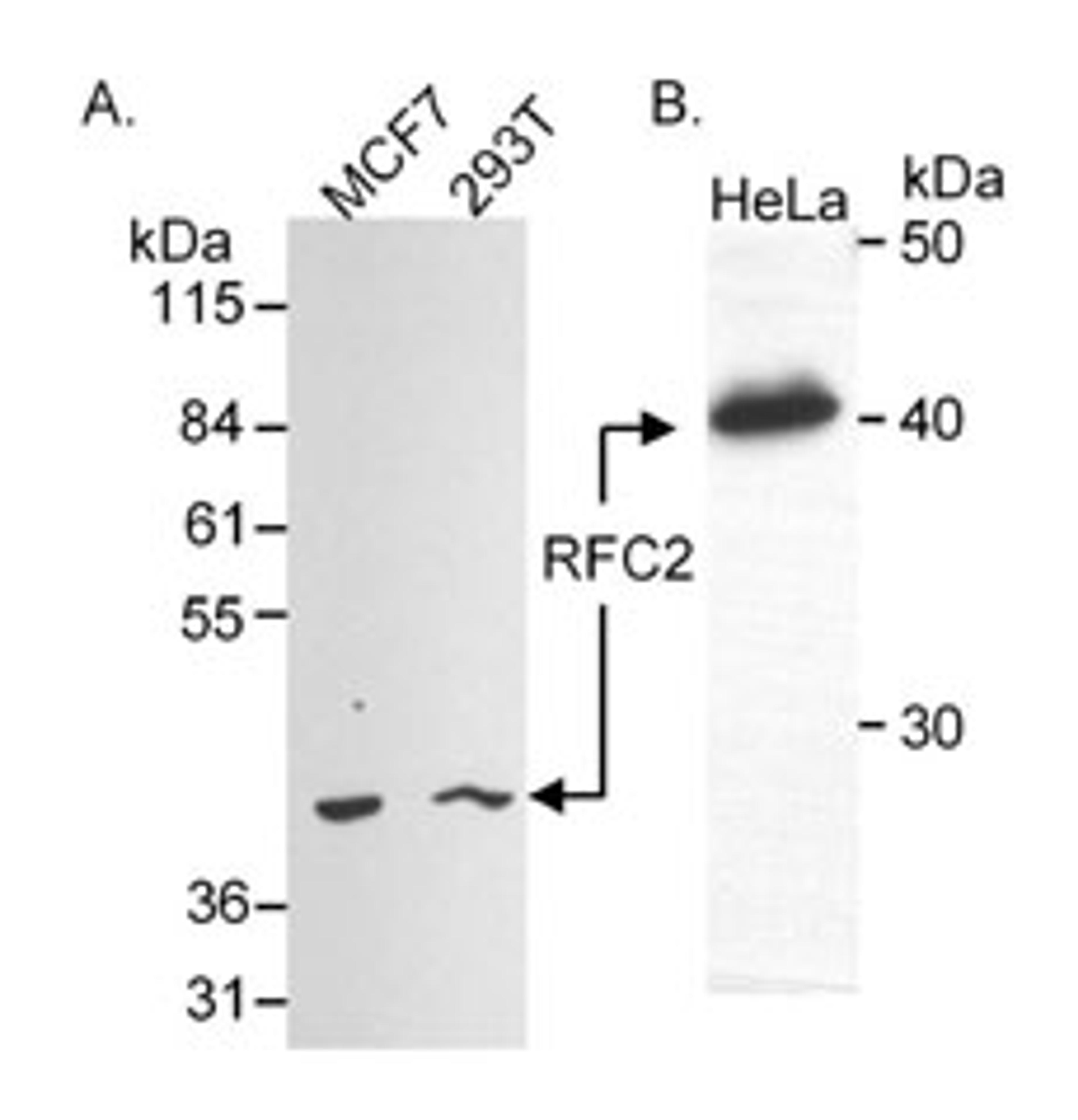 Detection of human RFC2 (aka RFC40) by western blot.