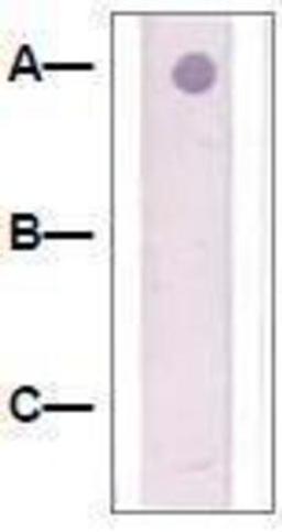 Dot Blot: beta Catenin Antibody [NBP1-73991] - 1 mg peptide was blot onto NC membrane: A: Beta-Catenin (pY228) / B: Beta-Catenin (Non-Phospho) / C: Non-related Phosphopeptide.  Followed by immunoblotting Rabbit anti-beta-Catenin (pY228) at 1:1000.