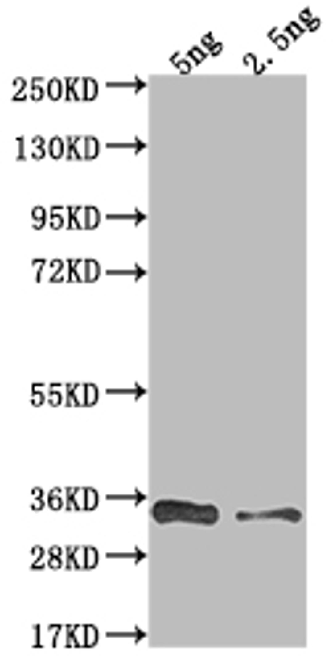 Western Blot. Positive WB detected in Recombinant protein. All lanes: VACWR117 antibody at 1:2000. Secondary. Goat polyclonal to rabbit IgG at 1/50000 dilution. Predicted band size: 36 kDa. Observed band size: 34 kDa. 