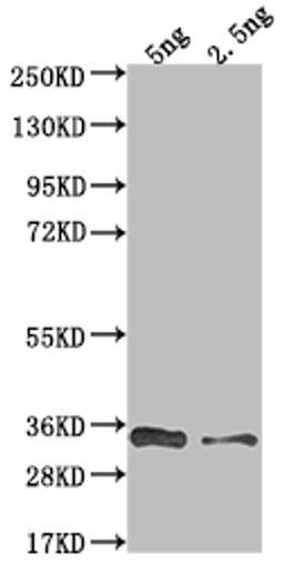 Western Blot. Positive WB detected in Recombinant protein. All lanes: VACWR117 antibody at 1:2000. Secondary. Goat polyclonal to rabbit IgG at 1/50000 dilution. Predicted band size: 36 kDa. Observed band size: 34 kDa.