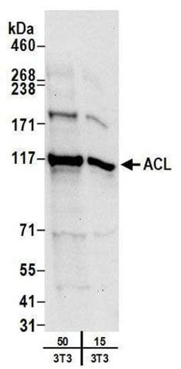 Detection of mouse ACL by western blot.