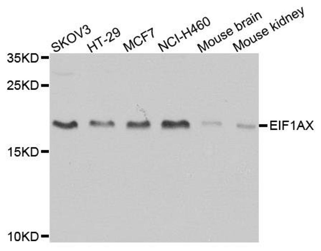 Western blot analysis of extracts of various cell lines using EIF1AX antibody