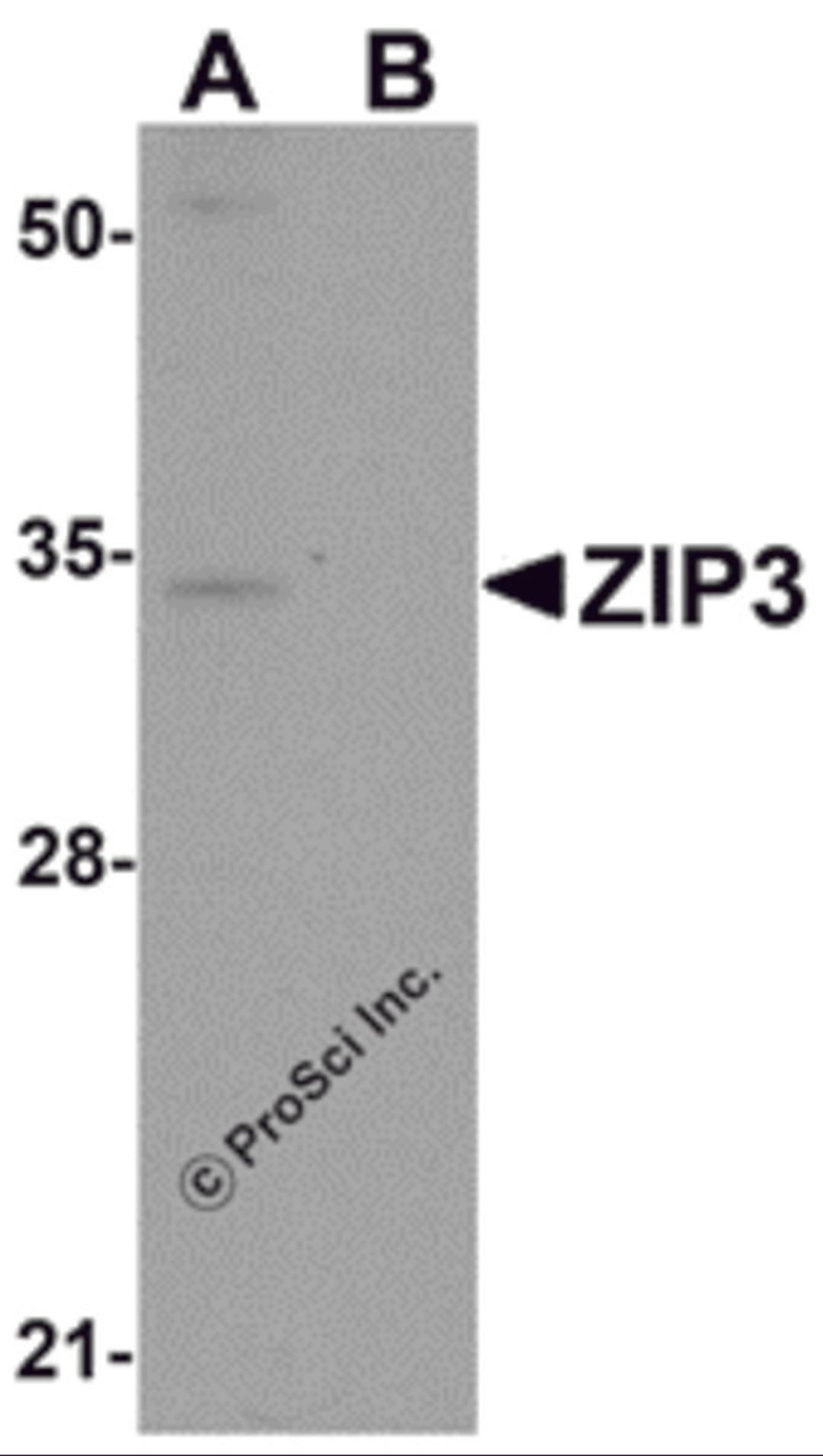 Western blot analysis of ZIP3 in mouse lung tissue lysate with ZIP3 antibody at 1 &#956;g/mL in (A) the absence and (B) the presence of blocking peptide.