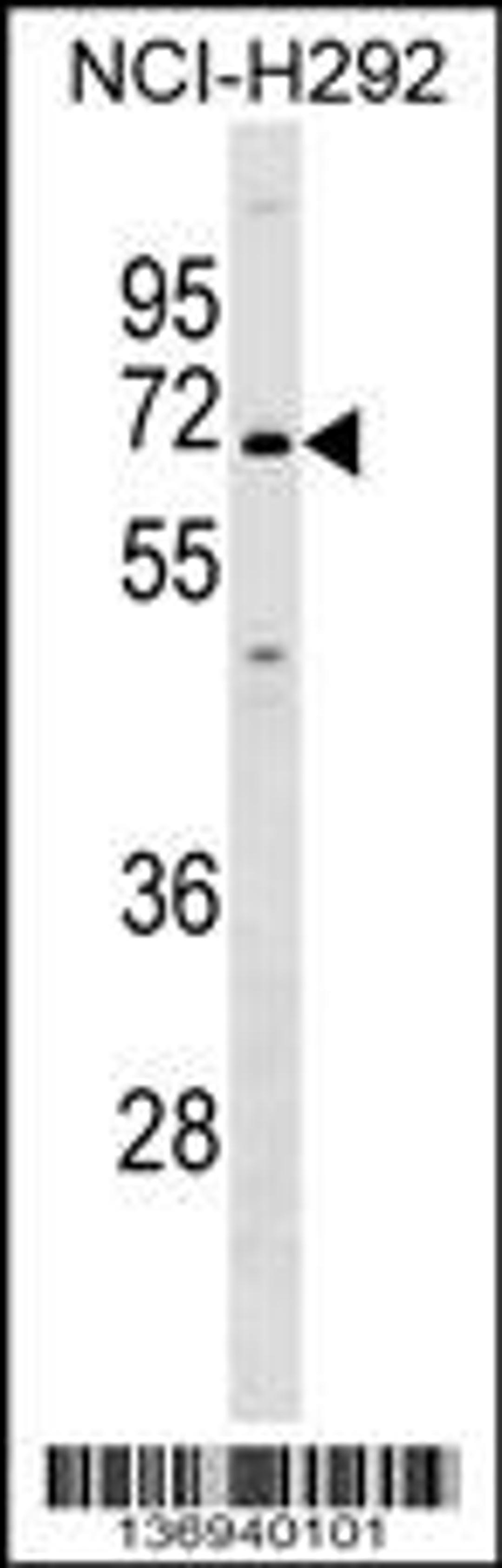 Western blot analysis in NCI-H292 cell line lysates (35ug/lane).