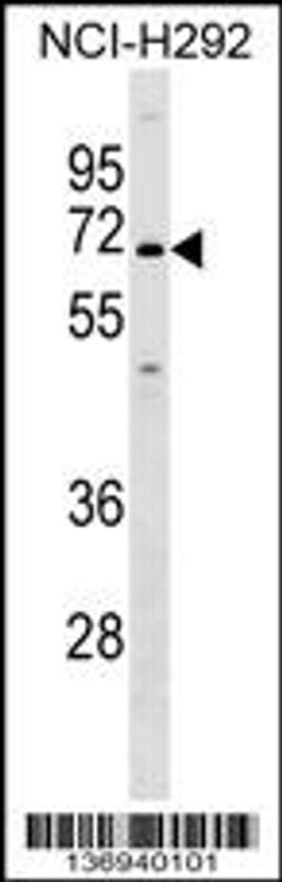 Western blot analysis in NCI-H292 cell line lysates (35ug/lane).