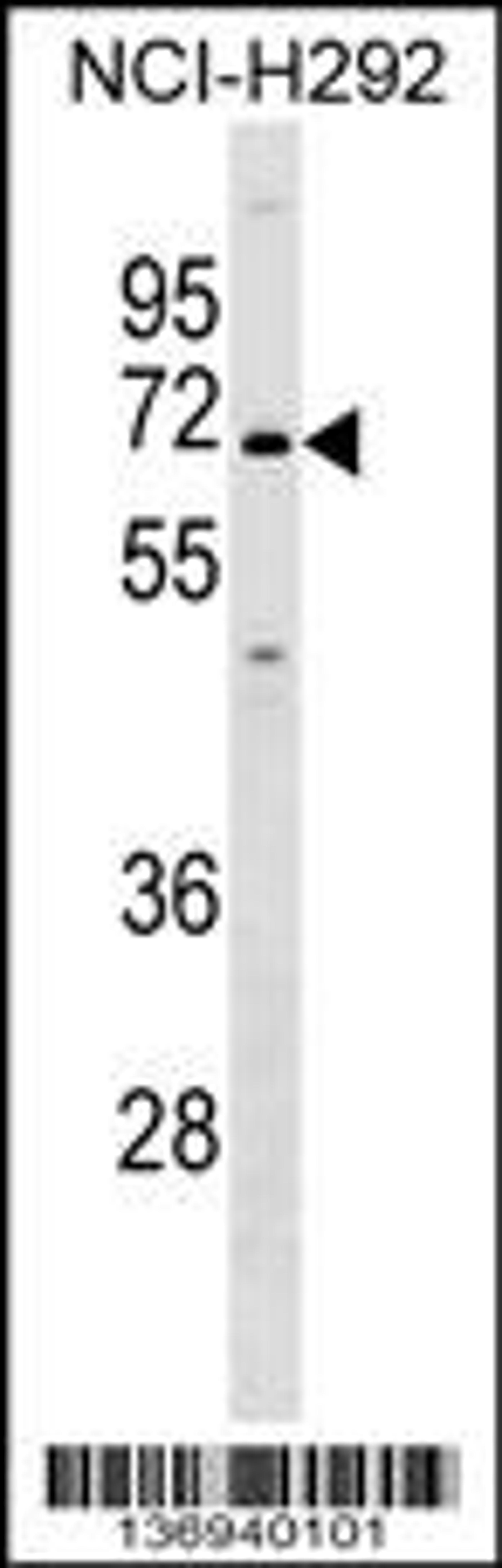 Western blot analysis in NCI-H292 cell line lysates (35ug/lane).