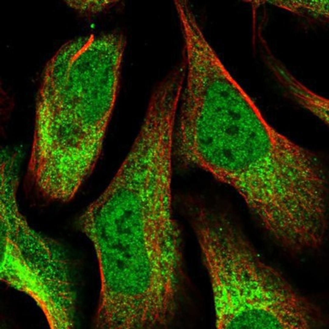 Immunocytochemistry/Immunofluorescence: Cdc14A Antibody [NBP1-84573] Staining of human cell line U-2 OS shows positivity in nucleus but not nucleoli & cytoplasm.