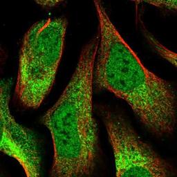 Immunocytochemistry/Immunofluorescence: Cdc14A Antibody [NBP1-84573] Staining of human cell line U-2 OS shows positivity in nucleus but not nucleoli & cytoplasm.