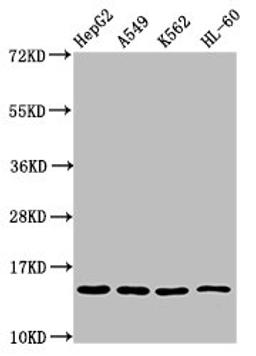 Western Blot. Positive WB detected in: HepG2 whole cell lysate, A549 whole cell lysate, K562 whole cell lysate, HL60 whole cell lysate. All lanes: H2AFZ antibody at 0.8µg/ml. Secondary. Goat polyclonal to rabbit IgG at 1/50000 dilution. Predicted band size: 14 kDa. Observed band size: 14 kDa