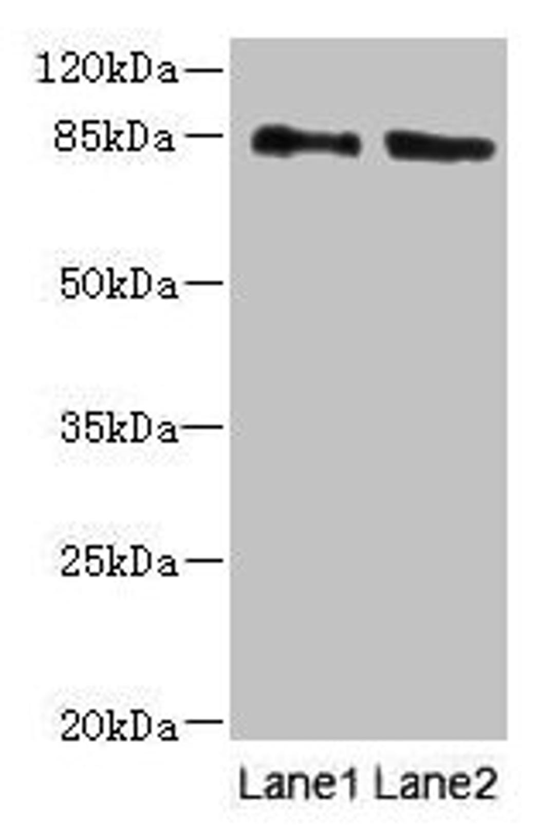 Western blot. All lanes: HOOK1 antibody at 4ug/ml. Lane 1: 293T whole cell lysate. Lane 2: MCF-7 whole cell lysate. Secondary. Goat polyclonal to rabbit IgG at 1/10000 dilution. Predicted band size: 85, 81 kDa. Observed band size: 85 kDa.