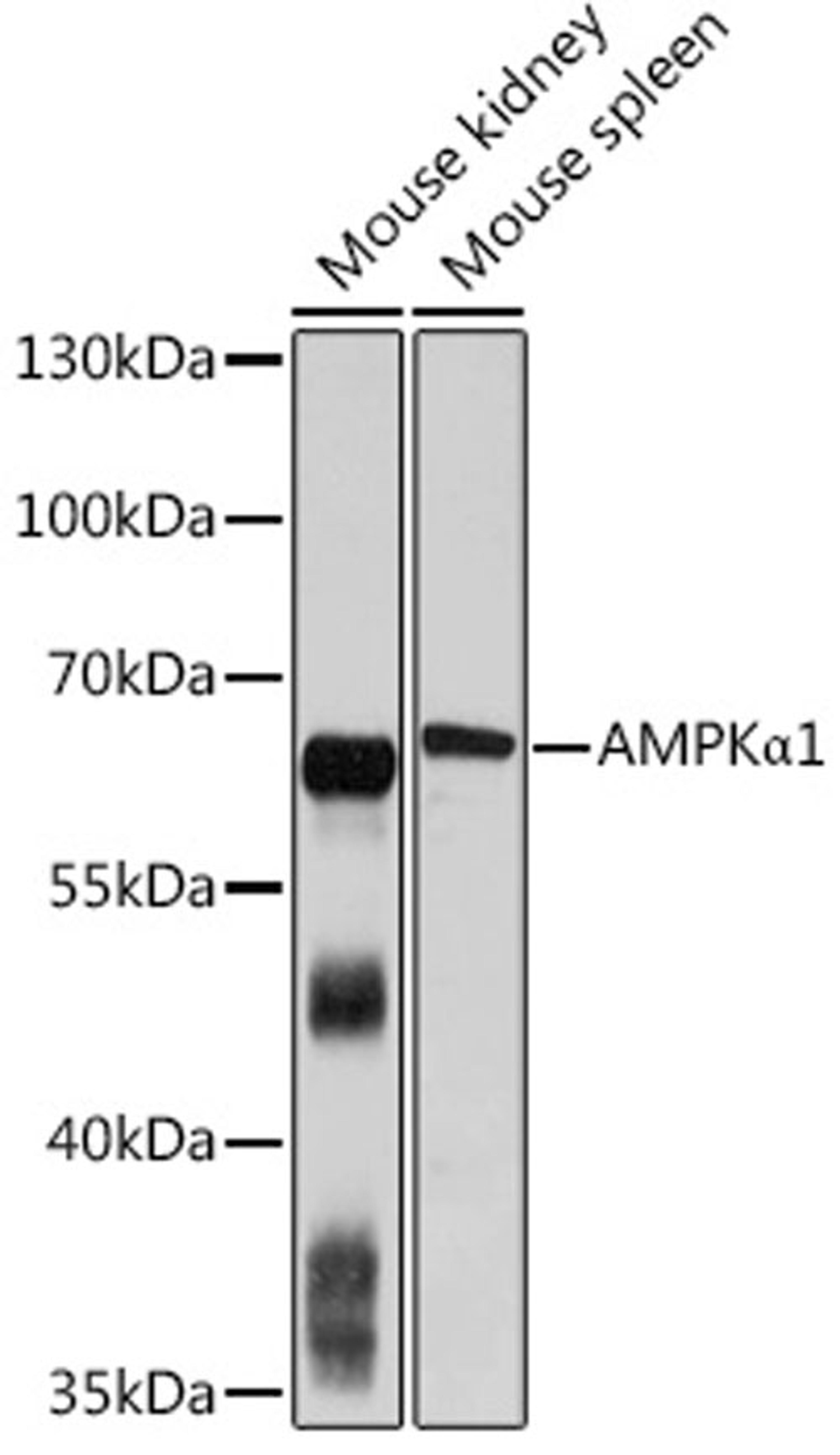 Western blot - PRKAA1 antibody (A1229)