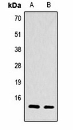 Western blot analysis of  Hela (Lane1), NIH3T3 (Lane2) whole cell lysates using Histone H4 (TriMethyl K79) antibody