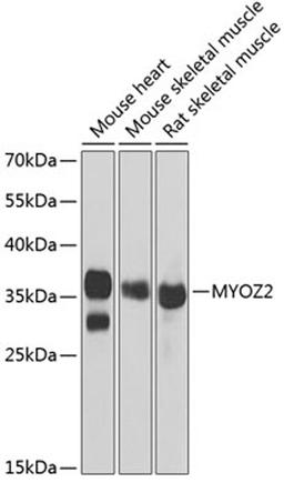 Western blot - MYOZ2 antibody (A6468)