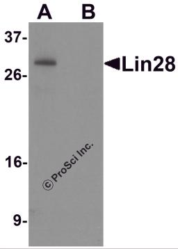 Western blot analysis of Lin28 in Raji cell lysate with Lin28 antibody at 0.5 &#956;g/mL in (A) the absence and (B) the presence of blocking peptide.