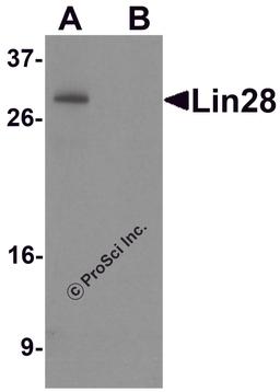 Western blot analysis of Lin28 in Raji cell lysate with Lin28 antibody at 0.5 μg/mL in (A) the absence and (B) the presence of blocking peptide.