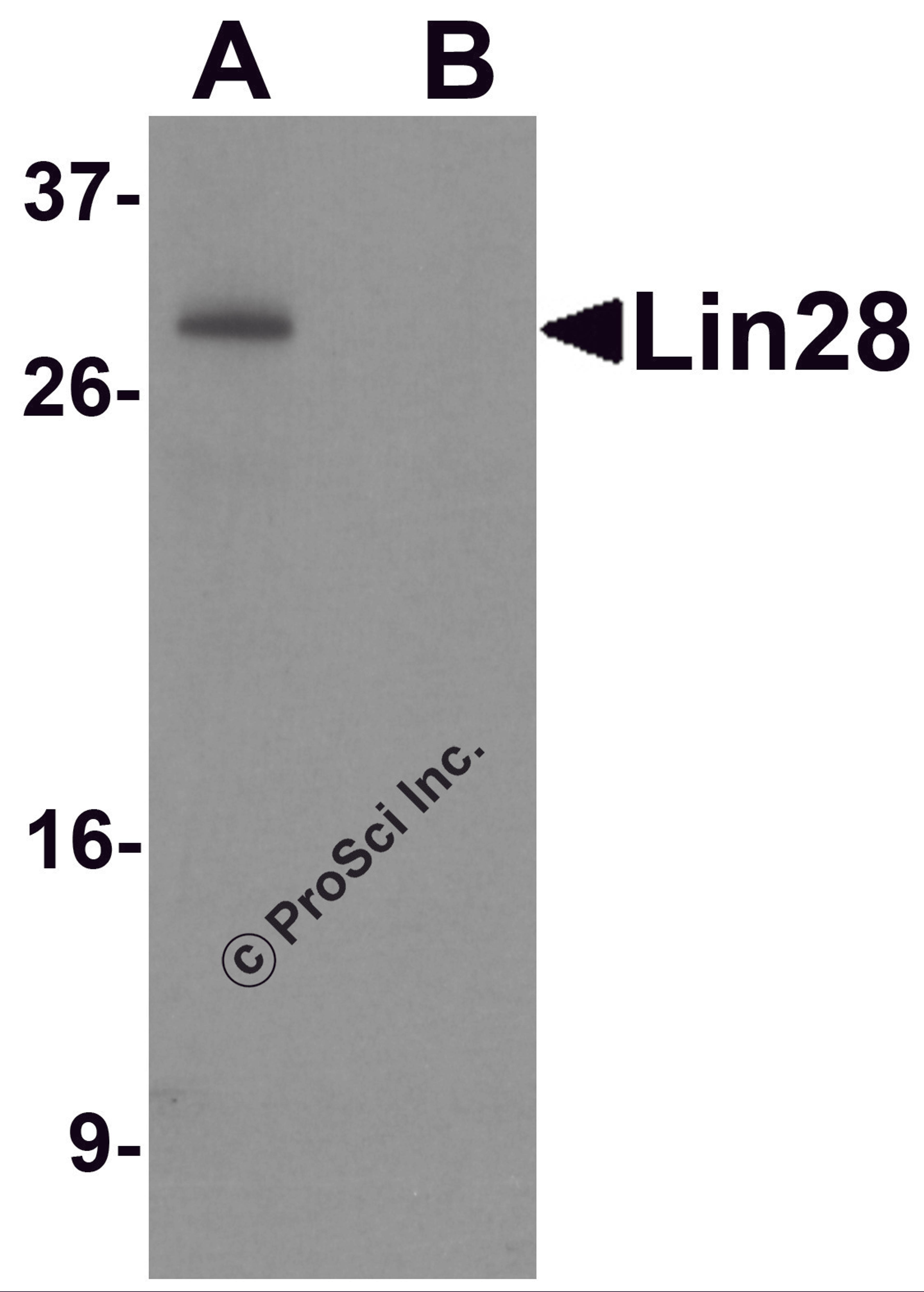 Western blot analysis of Lin28 in Raji cell lysate with Lin28 antibody at 0.5 μg/mL in (A) the absence and (B) the presence of blocking peptide.